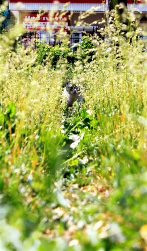 Download wallpaper cat, animals, grass, cat, Nature, Pyatkov_Denis ...