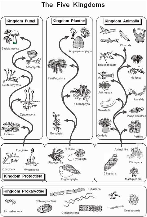 Image result for Detailed Classification Key