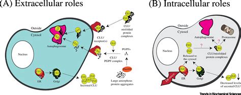 Extracellular Nad at Lois Lumpkin blog