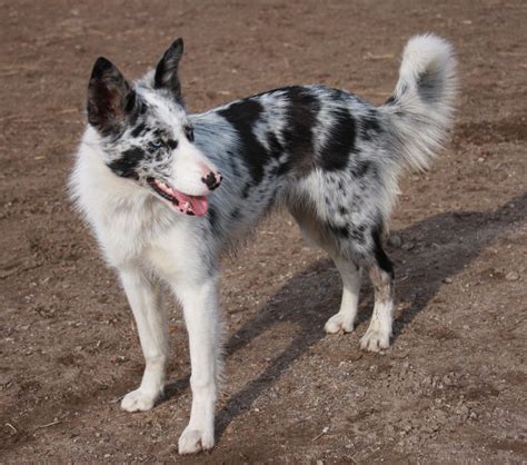 blue merle short haired collie (With images) | Border collie blue merle ...