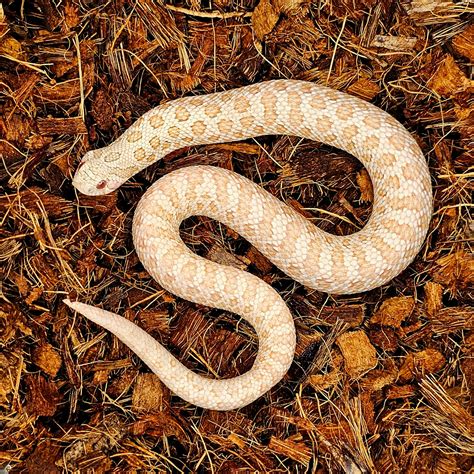 Arctic Pink Pastel Albino Western Hognose by Fox Science - MorphMarket