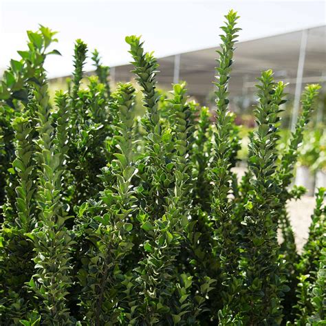 Euonymus 'Green Spire' — Green Acres Nursery & Supply