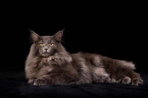 挪威森林猫颜色介绍，谈纯色挪威森林猫 – CFA猫舍猫咪品种科普