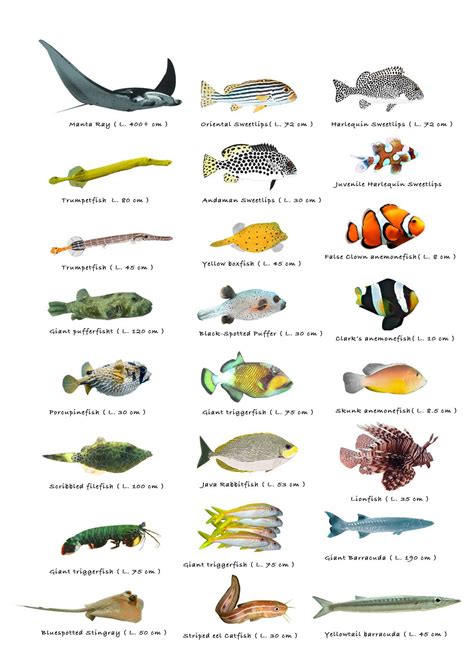 Chinese Pet Fish Names at Alfred Wilson blog
