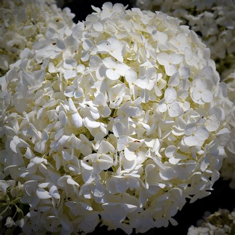 Free Images : snow, ball, snowball, white, flower, round, bush, flowers ...