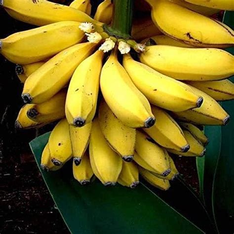CooPany® Karpoora Poovan Banana Live Plant/Karpoora Valli Banana Live ...
