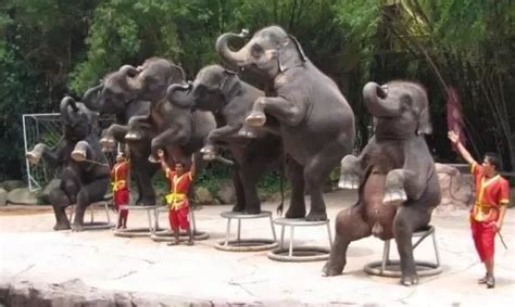 泰国驯象师训练大象非常残忍，比如断水挨饿、制造噪音不让它睡觉|大象|断水|噪音_新浪新闻