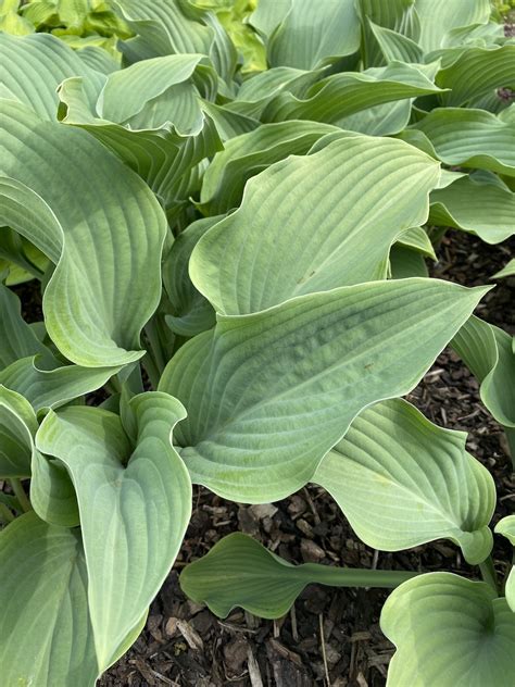 Hosta > Hosta 'Krossa Regal' - The Beth Chatto Gardens