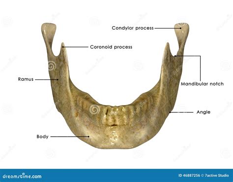 Mental Nerve Foramen
