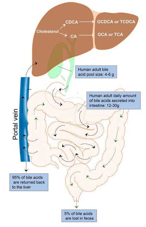 Bile Acid Receptors and the Gut–Liver Axis in Nonalcoholic Fatty Liver ...