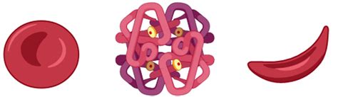 Image result for Haemoglobin Disorders