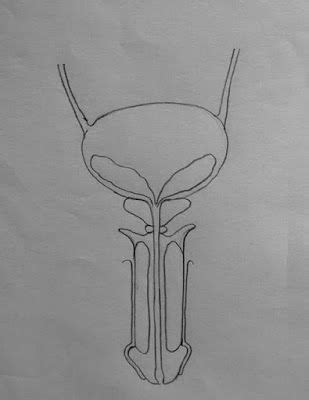 Image result for Male Reproductive System Easy Drawing