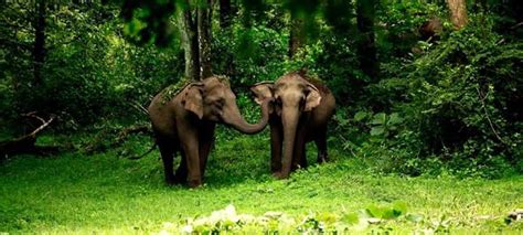 Valparai, Valparai tourism, Valparai tour package, Valparai tours ...