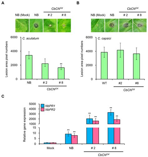 The Capsicum baccatum-Specific Truncated NLR Protein CbCN Enhances the ...