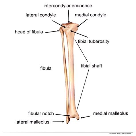 Image result for Ribstride Tibia