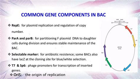 bacterial artificial chromosome & yeast artificial chromosome | PPTX
