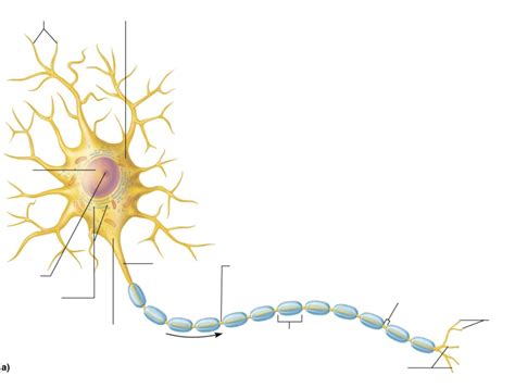 Image result for Motor Neuron Function