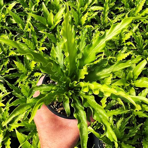 Asplenium Nidus Bird’s Nest Fern