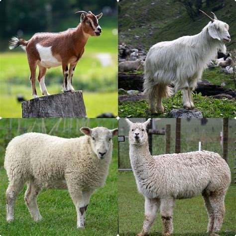 Animal fibres and wool — lesson. Science State Board, Class 7.