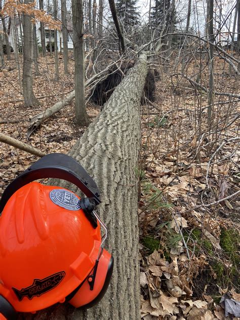 Image result for Tree Top Tree Service