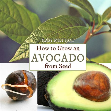 Avocado Seed Germination - Read below to learn how the transformation ...