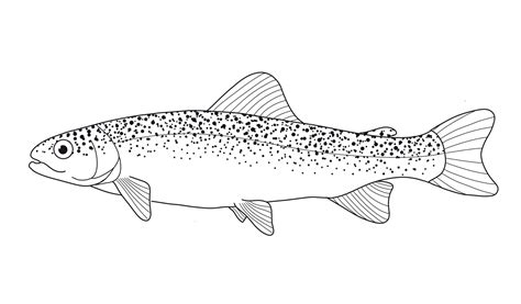 Rainbow Trout Drawing
