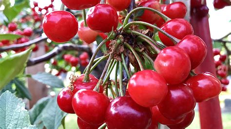 Growing Cherry Tree in pots, container
