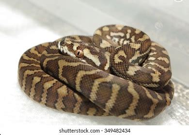 Image result for How Python Eggs Hatch