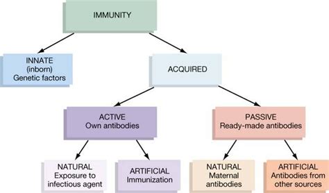 Image result for Two Types of Adaptive Immunity