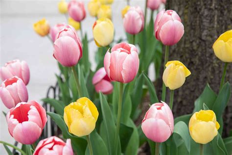 Tulips: Plant Care & Growing Guide