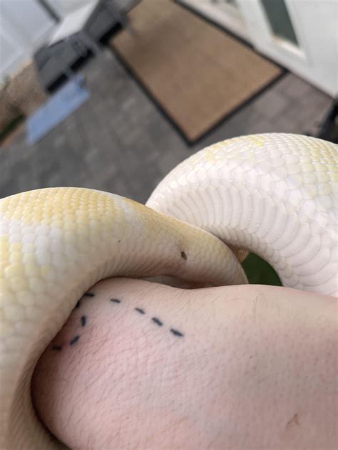 One Tooth Python 的图像结果