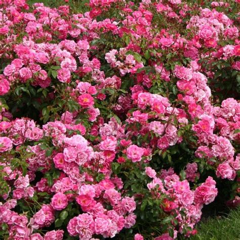 BUY ROSES I Best Prices And Fast Delivery‎ I Mainaam Garden