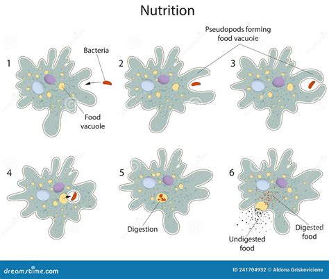 Process Of Nutrition In Amoeba