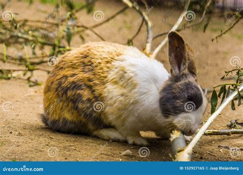 Closeup of a Tri Colored Dutch Bunny Chewing on a Branch, Popular Dutch ...