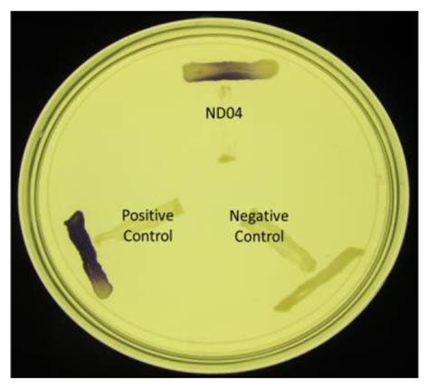 Quorum Sensing Activity of a Kluyvera sp. Isolated from a Malaysian ...