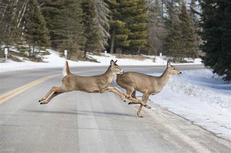 File:Key deer male.jpg