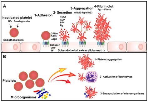 How Fungal Glycans Modulate Platelet Activation via Toll-Like Receptors ...