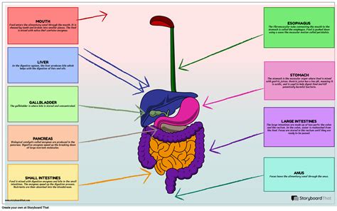 Digestive System Process Step by Step 的图像结果