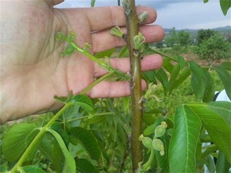 agaclar.net - View Single Post - Altay ceviz (Salkım ceviz)