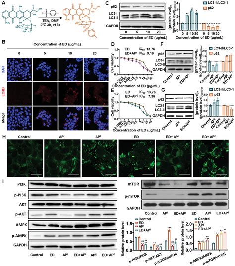 Modulation of Autophagy Direction to Enhance Antitumor Effect of ...