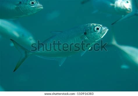 Image result for Blue Runner Fish Speed Video