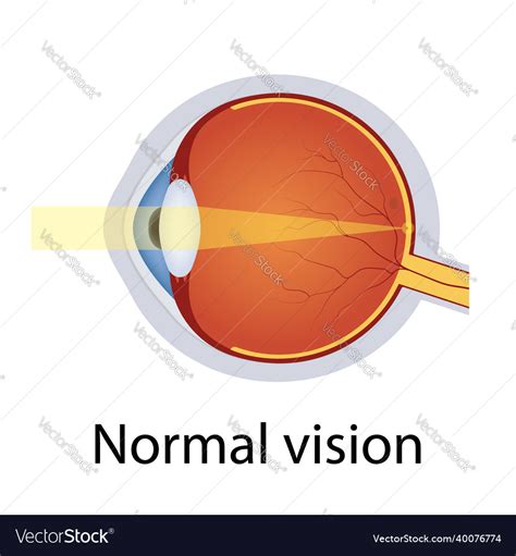 Image result for Normal Human Eye
