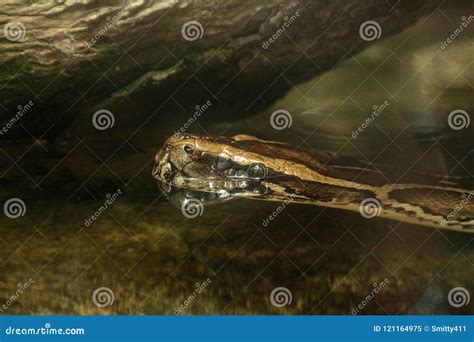 Image result for Python Bivittatus