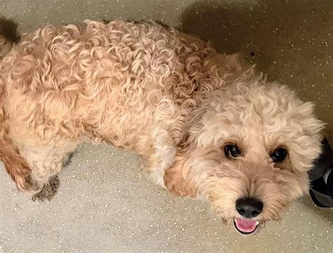 Image result for F1 Cockapoo