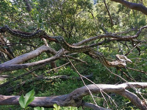 Wild Python Snakes 的图像结果