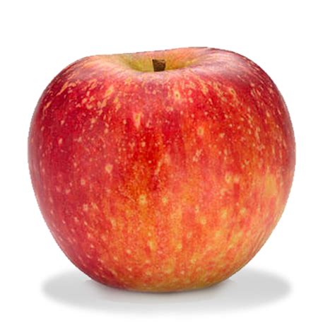 Image result for Apple System.Data