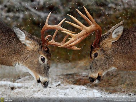 Doe And Buck Wallpapers - Wallpaper Cave