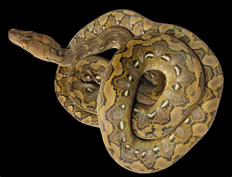 Image result for Super Dwarf Reticulated Python