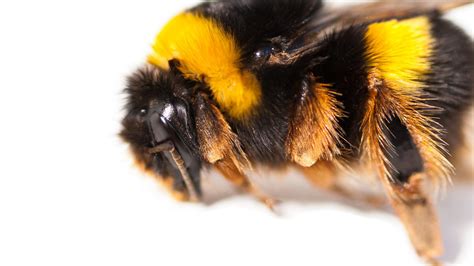 What Is A Bee Fly? | 10 Facts About This 'Bee Mimic'