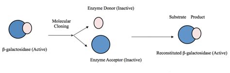 Image result for Alpha Complementation LacZ Assay